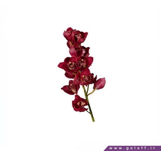 خرید گل ارکیده سیمبیدیوم هادس - Cymbidium Orchid | گل آف